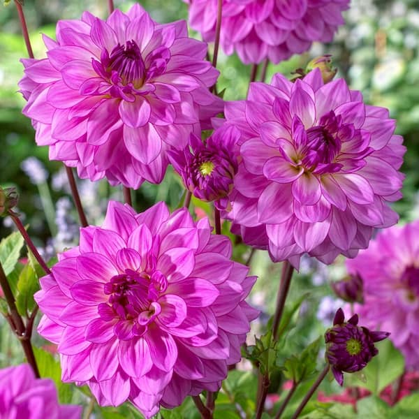 VAN ZYVERDEN Dahlia Tahiti Sunrise Bulbs (Set of 3) 84126 - The