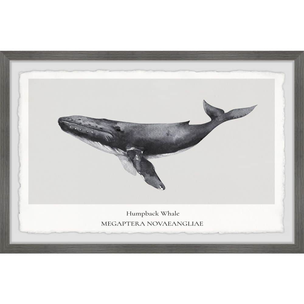 Megaptera Novaeangliae by Marmont Hill Framed Animal Art Print 8 in. x 12 i