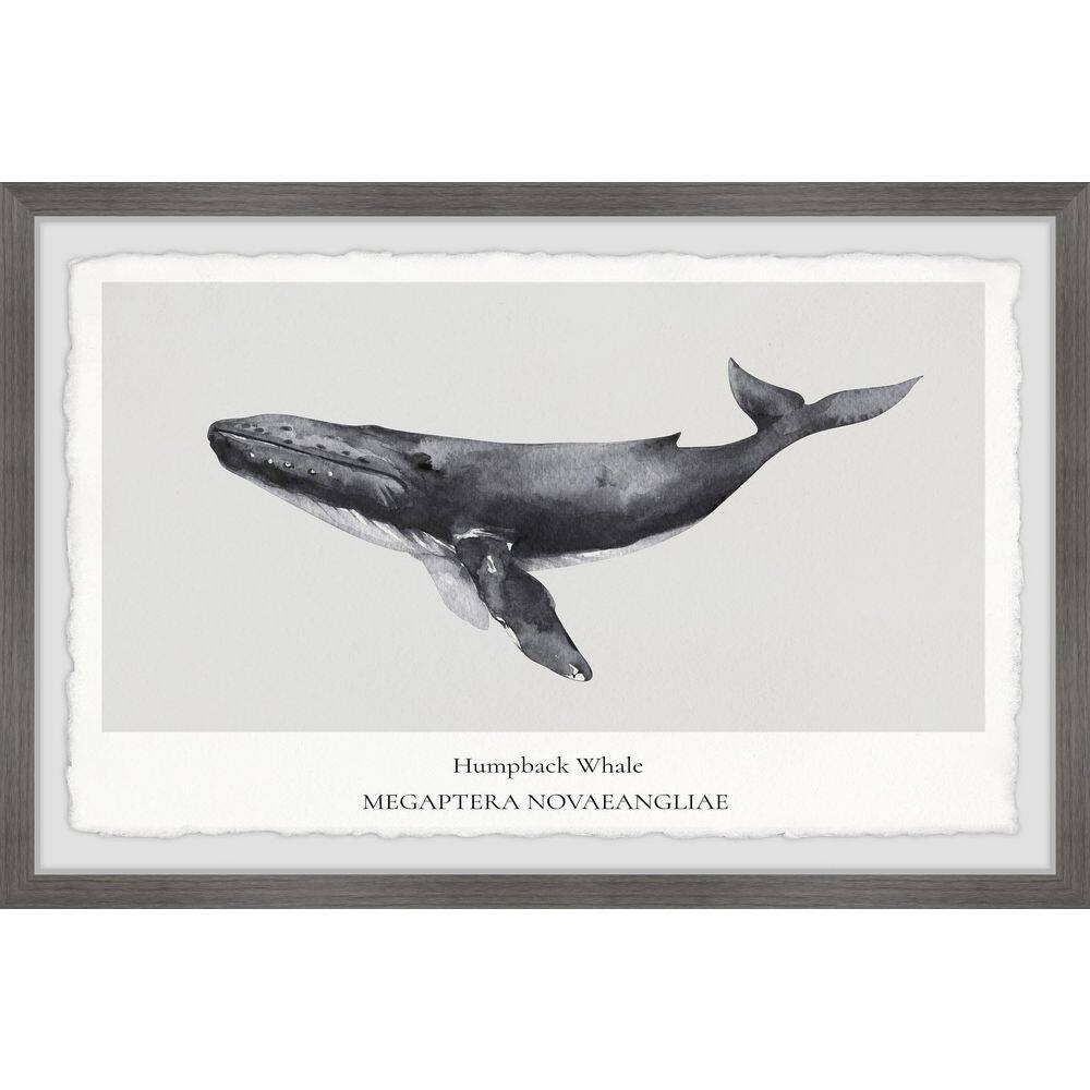 Megaptera Novaeangliae by Marmont Hill Framed Animal Art Print 16 in. x 24 