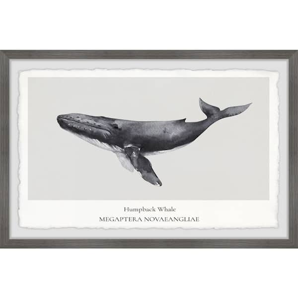 Unbranded "Megaptera Novaeangliae" by Marmont Hill Framed Animal Art Print 16 in. x 24 in.