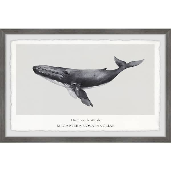 Unbranded "Megaptera Novaeangliae" by Marmont Hill Framed Animal Art Print 24 in. x 36 in.