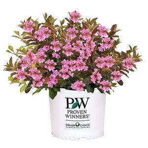 PROVEN WINNERS 2 Gal. Midnight Sun Weigela Shrub with Pink Flowers ...