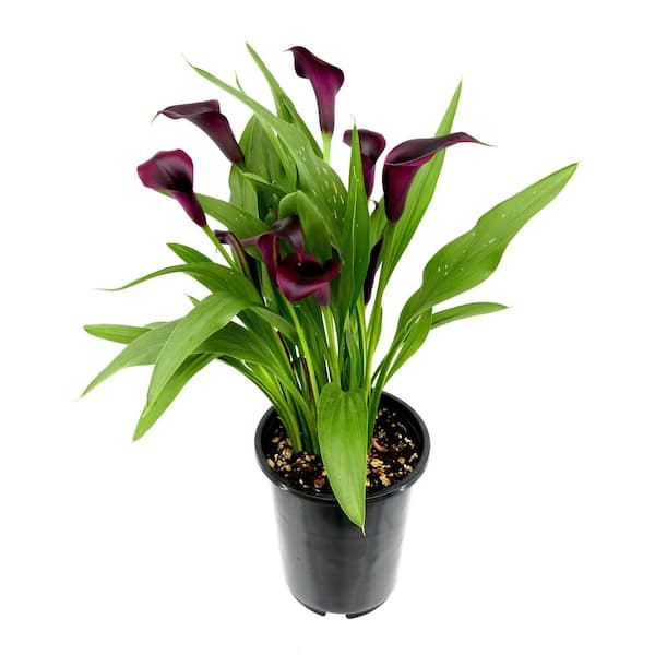 2.5 Qt. Perennial Calla Lily Black (4-Pack) 2815 - The Home