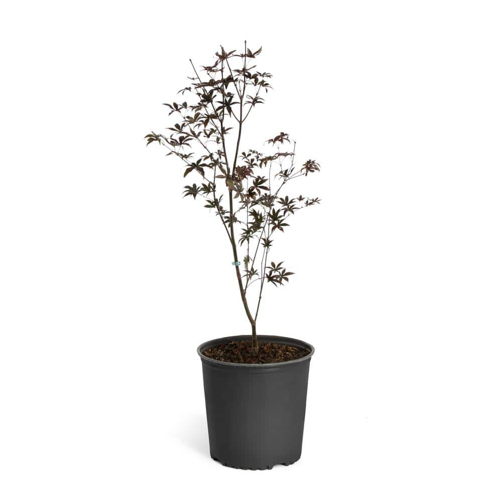 Brighter Blooms 2 Gal. Bloodgood Japanese Maple Tree MAP-JAP-23-2 - The ...