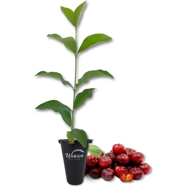 Wekiva Foliage Barbados Cherry Tree-Live Starter Plant-Malpighia Emarginata-Edible Fruit Bearing Tree for The Patio and Garden