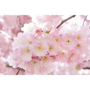 3 ft. Accolade Cherry Blossom Tree with Translucent Seashell Shaped Flowers