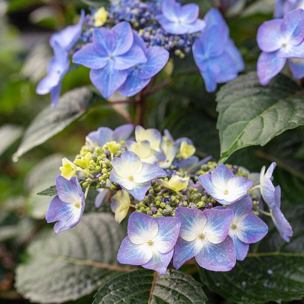 Lacecap Hydrangea Varieties