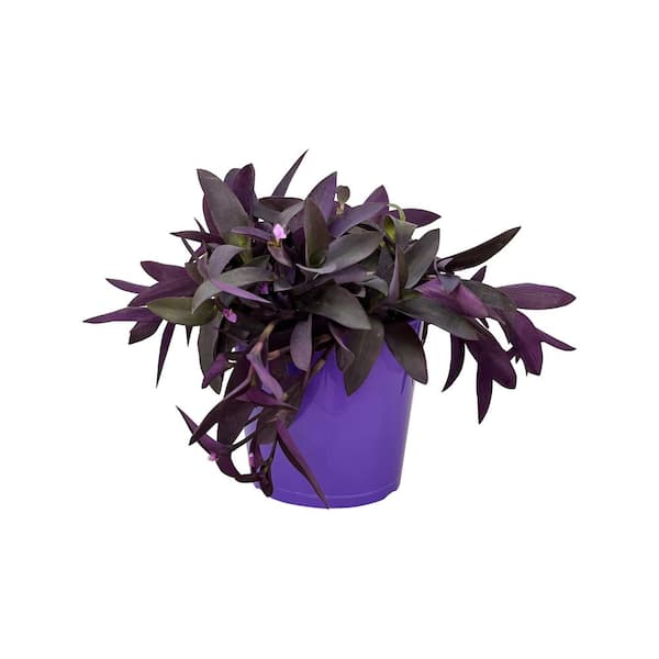 Pure Beauty Farms 1.5 Gal. Purple Queen Purple Flower Plant in 8.25 in. Grower's Pot