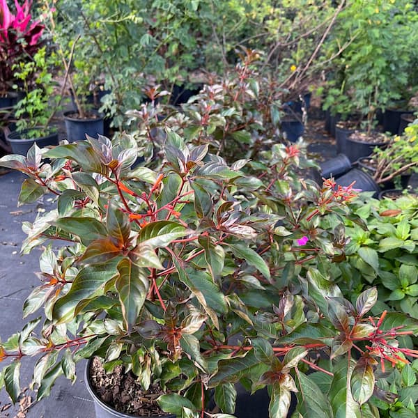 3 Gal. Firebush Scarlet Bush Flowering Shrub with Orange Red Flowers