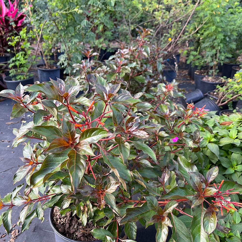 OnlinePlantCenter 3 Gal. Firebush Scarlet Bush Flowering Shrub with ...