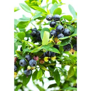 10 in. Bushel and Berry Sapphire Cascade Fruit Bearing Potted Blueberry Plant in Hanging Basket