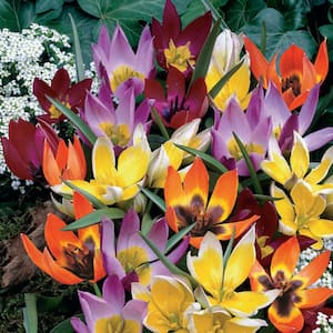 6/+ cm, Wildflower Mix Multi-Color Tulip Flower Bulbs (Bag of 250)