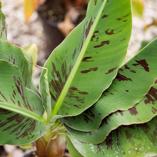 2.5 Qt. Poquito Banana, Live Perennial/Annual Plant, Ornamental Red and Green Leaves