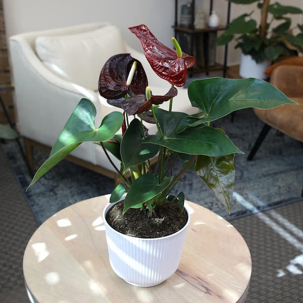 ALTMAN PLANTS Chocolate Flamingo Flower Anthurium (Approx 20 in