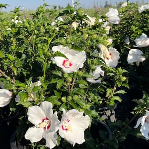 5 gal. Red Heart Hibiscus Flowering Shrub With Red Flowers (2-pack)