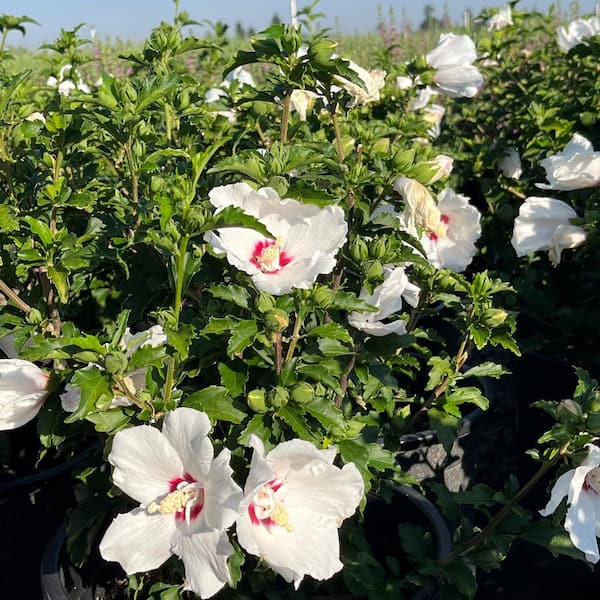 Alder & Oak 5 gal. Red Heart Hibiscus Flowering Shrub With Red Flowers (2-pack)