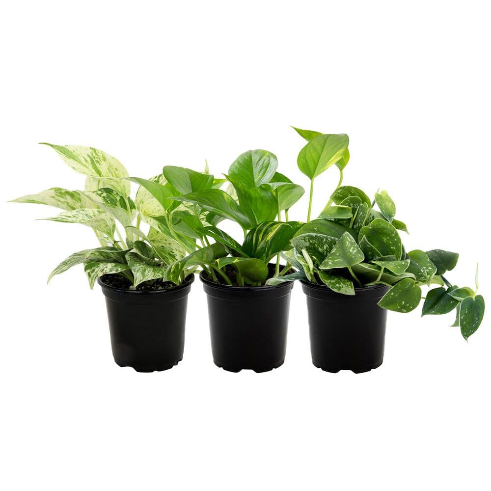 ALTMAN PLANTS Easy Live Pothos (3-Pack), Clean Air Plants, 4.25 in