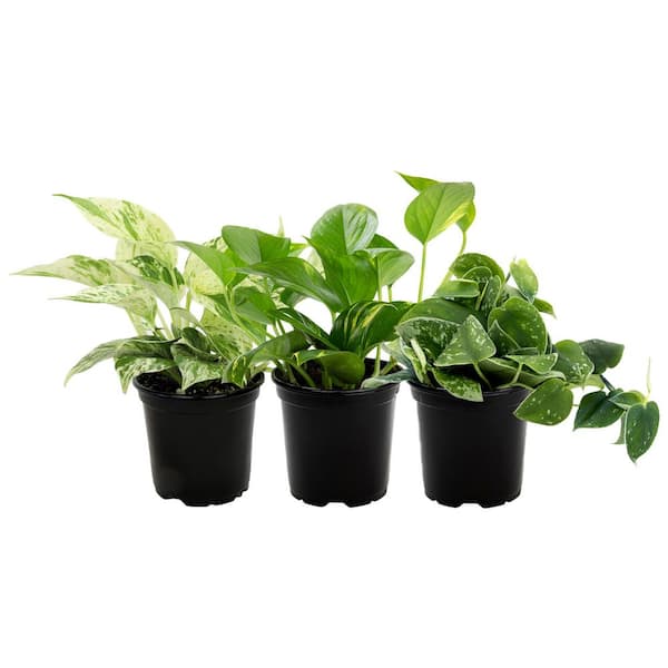 Easy Live Pothos (3-Pack), Clean Air Plants, 4.25 in. Grower Pots Pots, Popular Indoor House Plants, Approx. 9 in. Tall