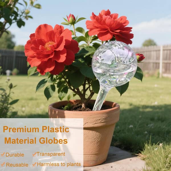 where can i buy money tree plant Money Tree 10