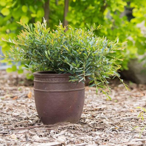 FIRST EDITIONS 2 Gal. Cinnamon Girl Distylium Plant-Evergreen