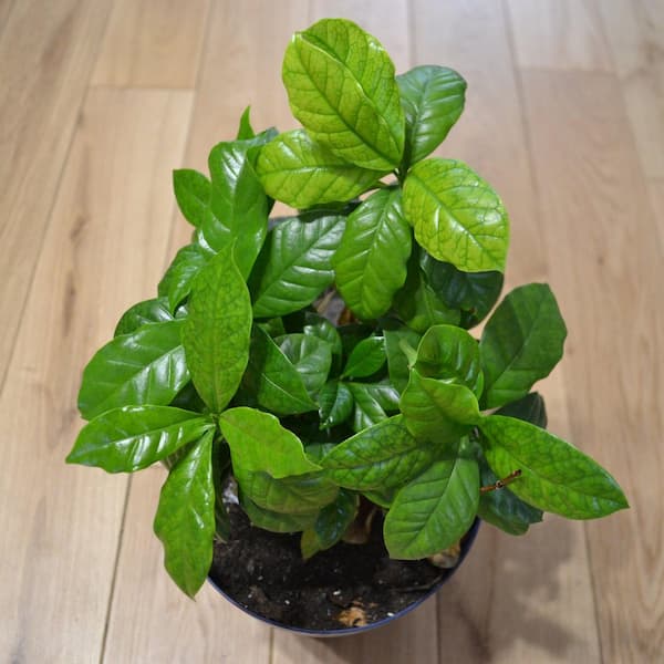 devon plant Devon Planter