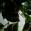 Nearly Natural 24in UV-Resistant Artificial Pothos Vine w/ LED Lights Hanging Basket