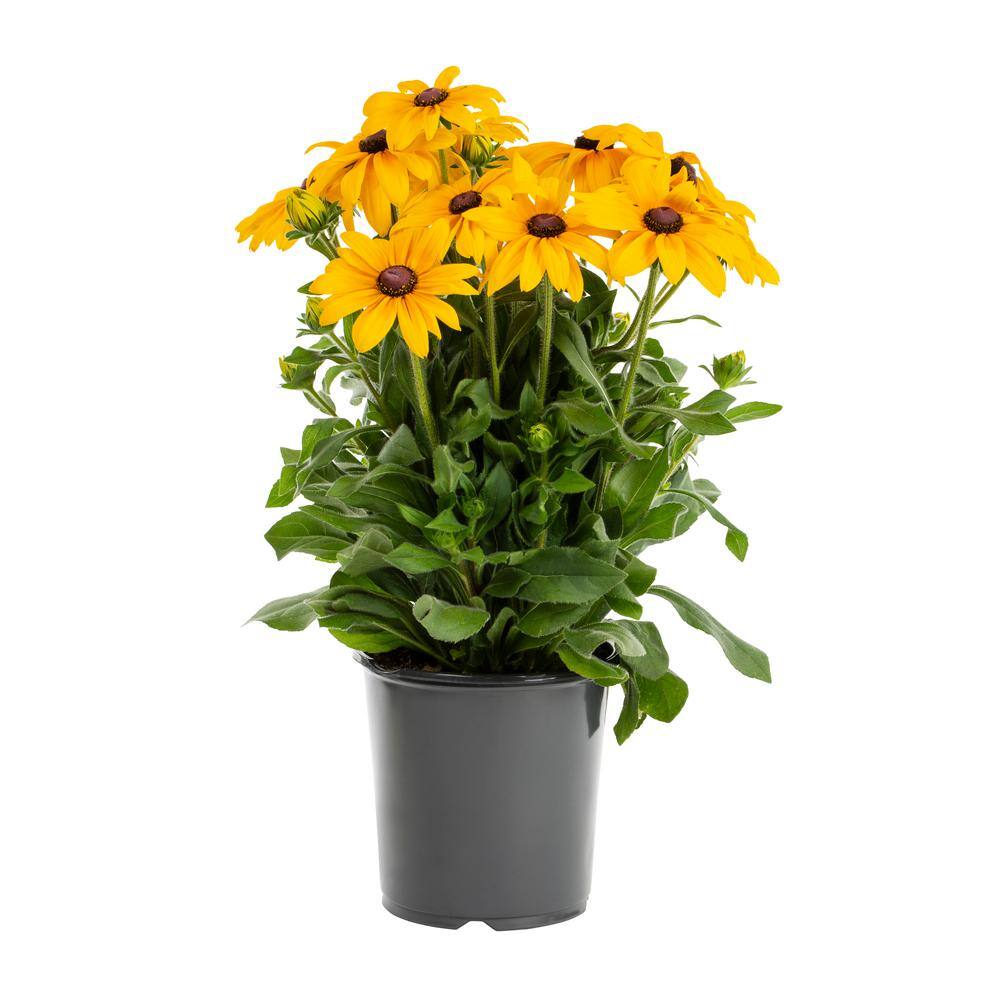 Metrolina Greenhouses 1 Gal. Sunbeckia Paulina Rudbeckia