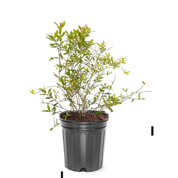 1 Gal. Salvastiski Pomegranate Deciduous Fruiting Tree