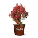 2 Gal. Orange Rocket Barberry Plant with Coral to Ruby Red Foliage