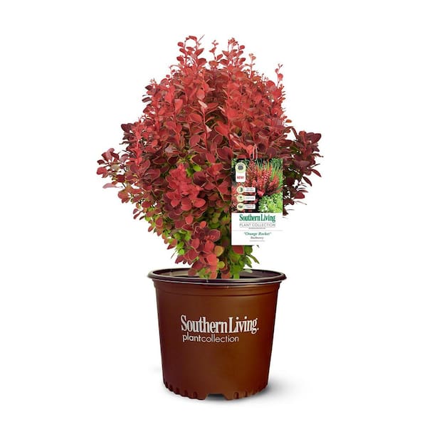 SOUTHERN LIVING 2 Gal. Orange Rocket Barberry Plant with Coral to Ruby Red Foliage