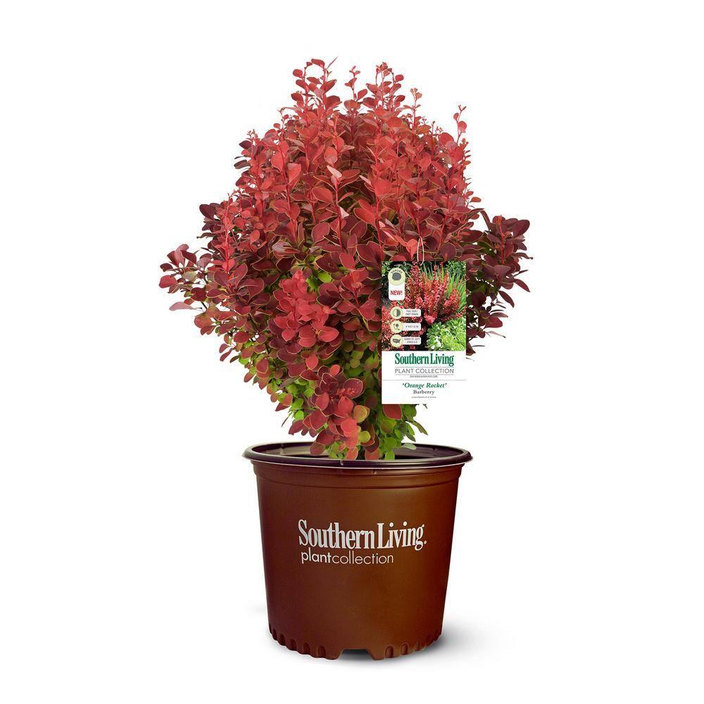 SOUTHERN LIVING 5 Gal. Orange Rocket Barberry Plant with Coral to Ruby ...