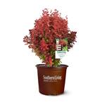 5 Gal. Orange Rocket Barberry Plant with Coral to Ruby Red Foliage