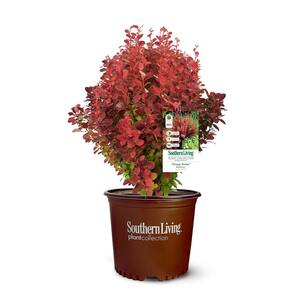 5 Gal. Orange Rocket Barberry Plant with Coral to Ruby Red Foliage