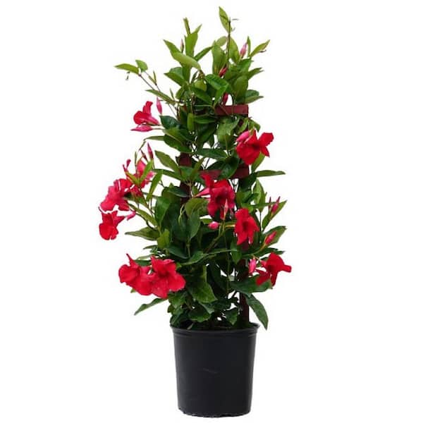 BELL NURSERY 2.35 Gal. Flowering Mandevilla Trellis Duo Shrub