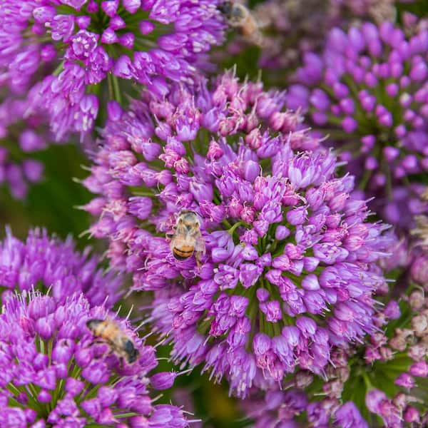 Gardens Alive! 2.50 Qt. Pot, Millenium Allium Potted Flowering Perennial Plant (1-Pack)