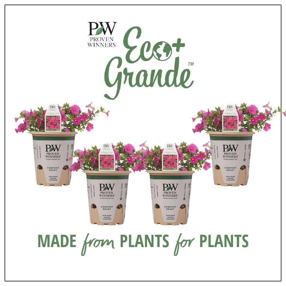 4.25 in. Eco+Grande, Superbells Pink (Calibrachoa) Live Plant, Pink Flowers (4-Pack) price history on PriceWatchPro