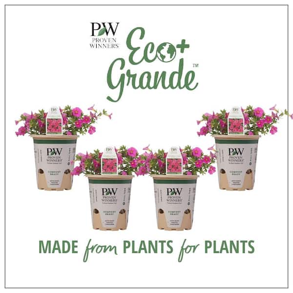 PROVEN WINNERS 4.25 in. Eco+Grande, Superbells Pink (Calibrachoa) Live Plant, Pink Flowers (4-Pack)