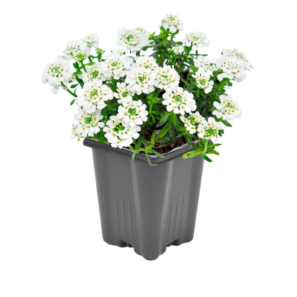 1.0 Qt. White Perennial Iberis Plant (Candy Tuft) 1037 - The Home