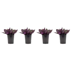 1.38 Pt. Purple Heart Queen Setcreasea Plant in 4.5 In. Grower's Pot (4-Plants)