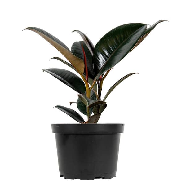 17 Cm. Tineke Ficus Plant in Sea Grass Pot