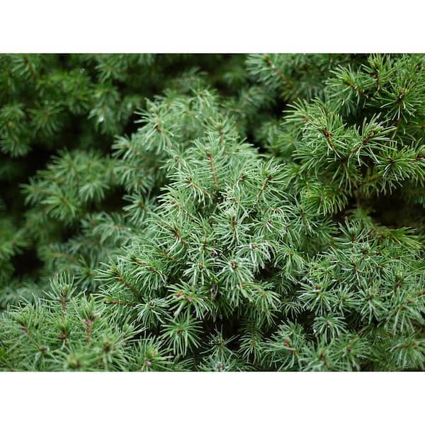 1 Gal. Dwarf Alberta Spruce Shrub Aromatic and Soft Evergreen Foliage, Almost no Maintenance Required
