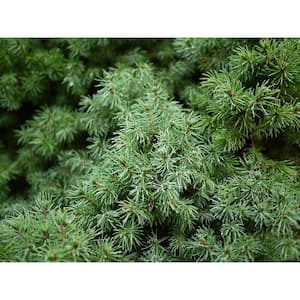 1 Gal. Dwarf Alberta Spruce Shrub Aromatic and Soft Evergreen Foliage, Almost no Maintenance Required