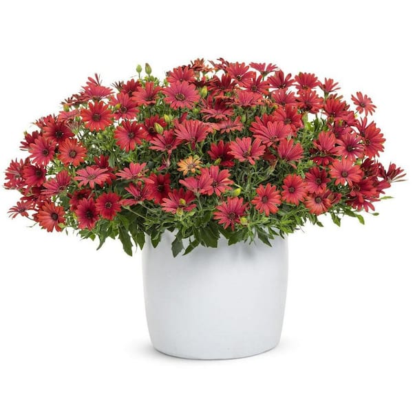 希少　ペトロフィル　エリシフォリア　良株花芽多数 PROVEN WINNERS 4.25 in. Eco+ Grande Bright Lights Red African