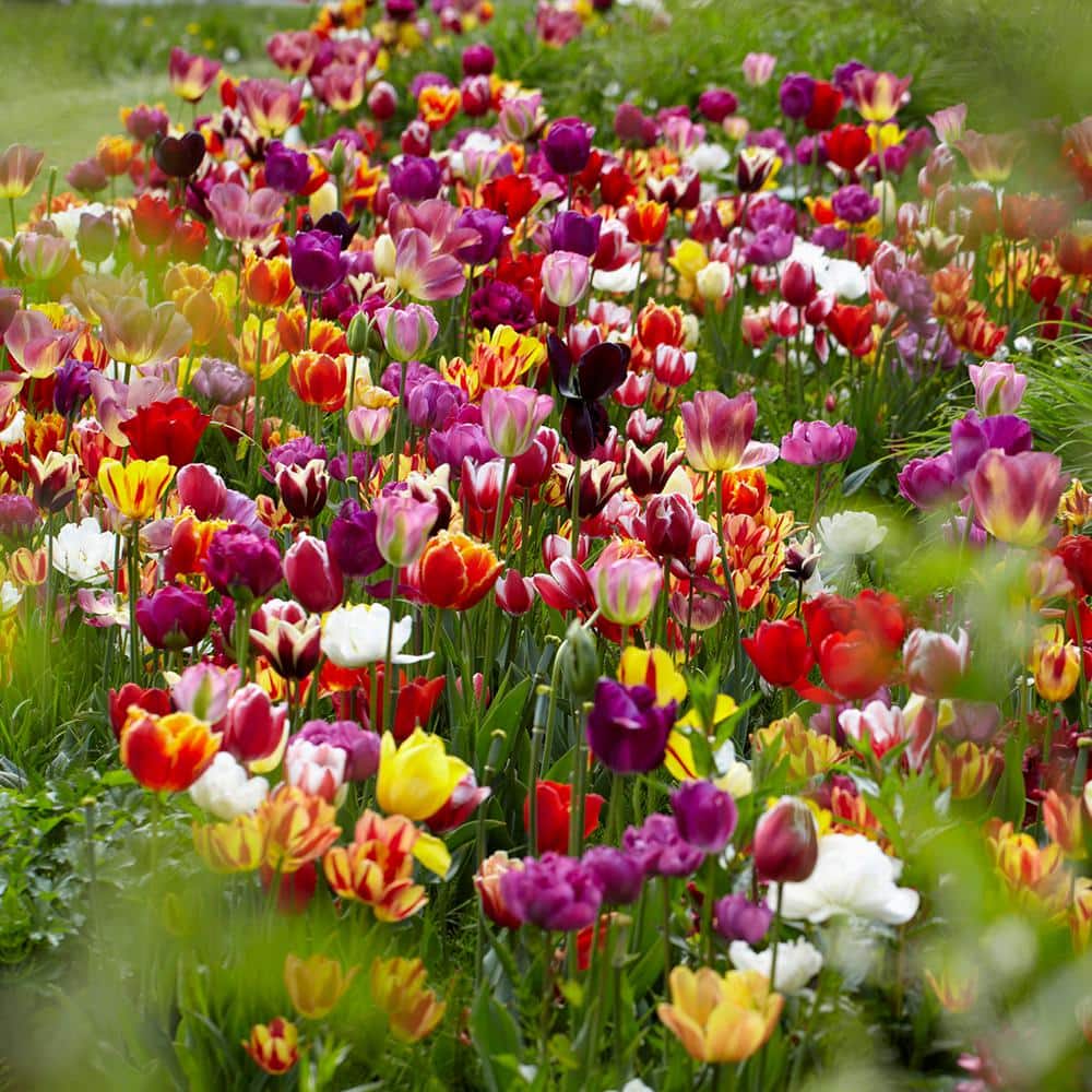 VAN ZYVERDEN Tulips Bulbs Economy Medley Of Varieties (Set of 50) 87011