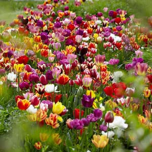 Tulips Bulbs Economy Medley Of Varieties (Set of 100)