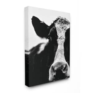 16 in. x 20 in. "Cow Black And White Close Up" by Lettered and Lined Printed Canvas Wall Art
