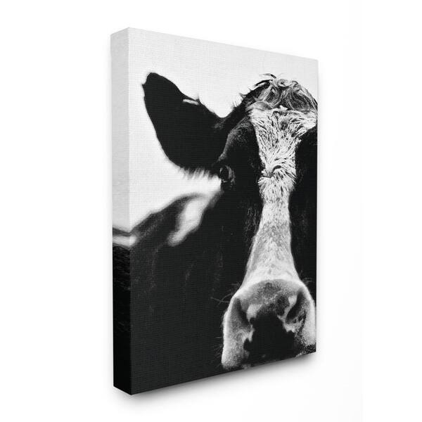 Stupell Industries 16 in. x 20 in. "Cow Black And White Close Up" by Lettered and Lined Printed Canvas Wall Art