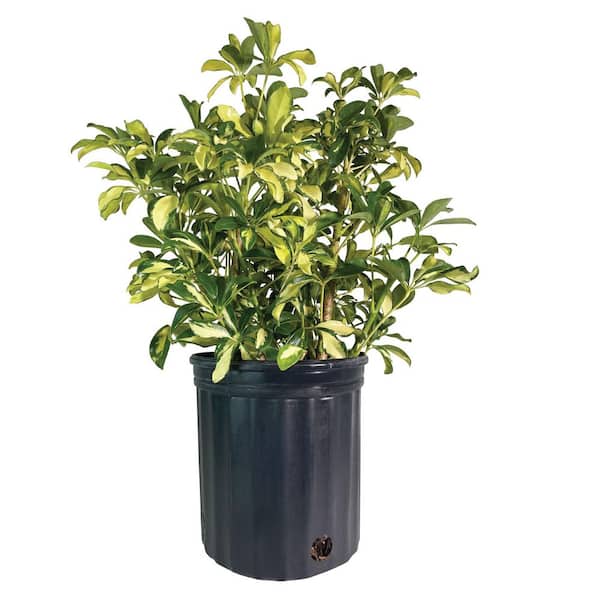 NATURE'S WAY FARMS 1.72 Gal. Trinette Arboricola Variegated