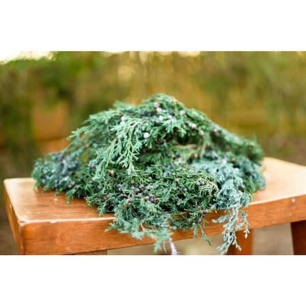 Online Orchards 24 in. Bunched Juniper Boughs Freshly Cut From Pacific Northwest Forests (5-Pack)