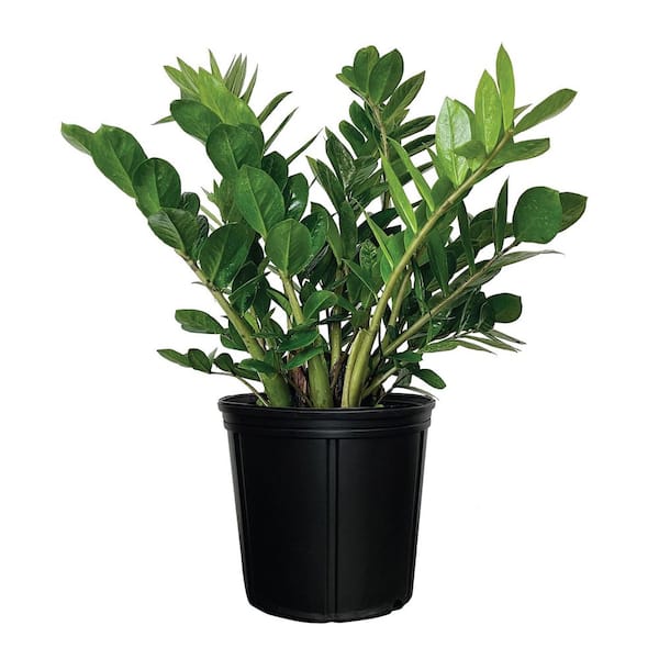 1.72 Gal. ZZ Plant Indoor Tropical Houseplant (1-Pack)